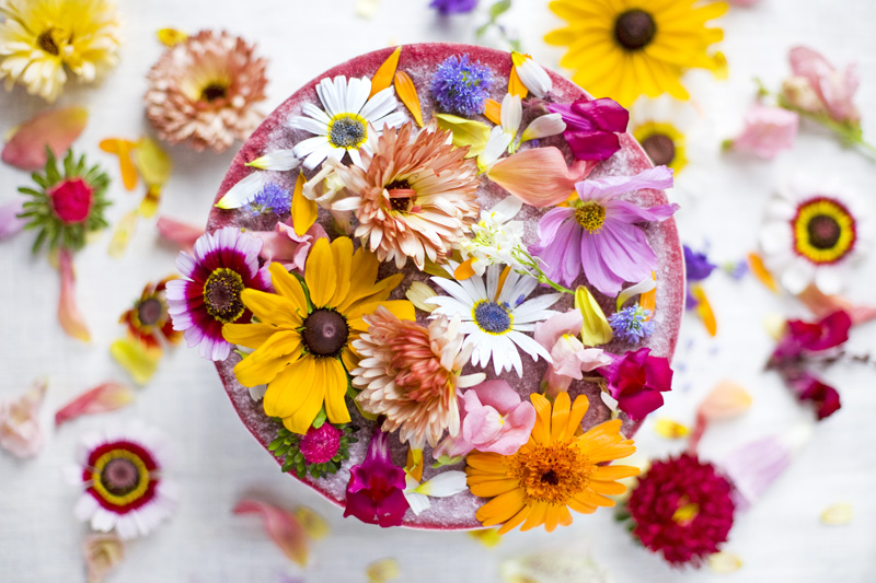 Single-Layer Chocolate Cake with Edible Flowers - Life's Little Sweets